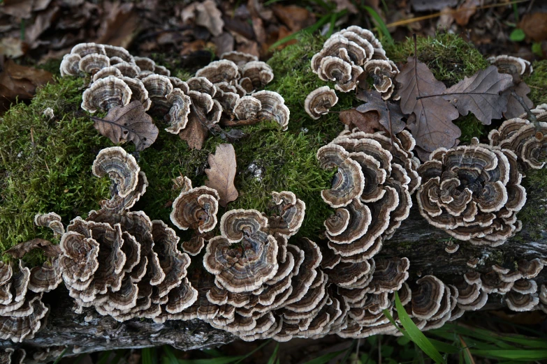 a group of mushroom like plant life that are growing on the ground