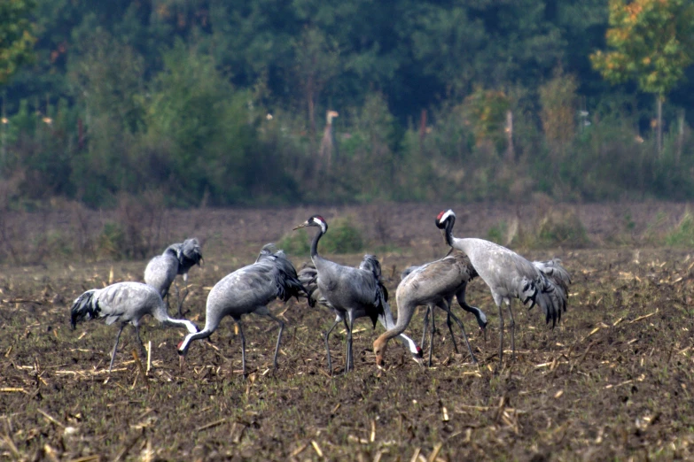 four birds standing in the dirt near tall trees