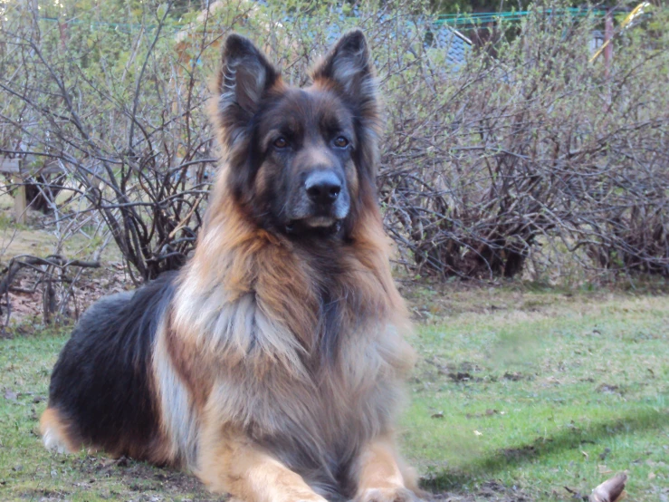 a large brown and black dog sitting on top of a green field