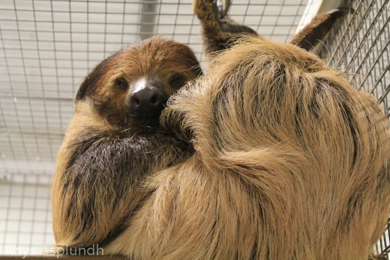 two toed sloth hanging onto a rope in an enclosure