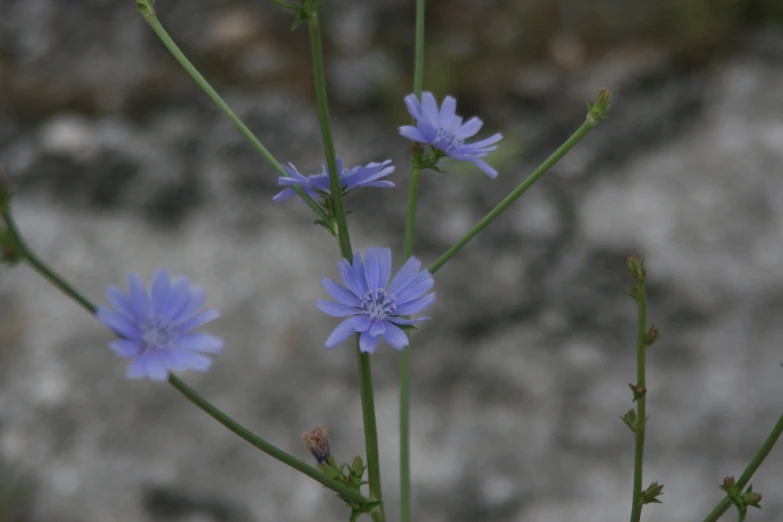 a picture of blue flowers in the grass