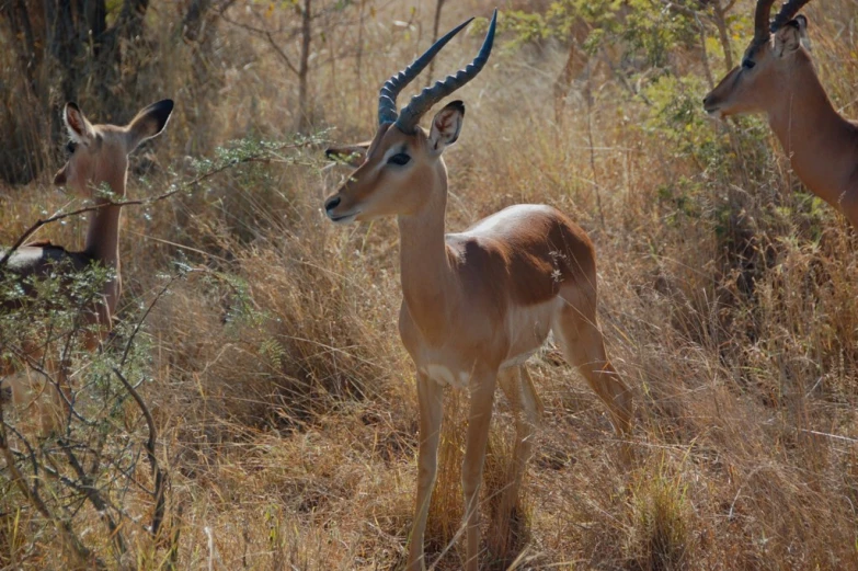 a group of antelope walking in tall grass