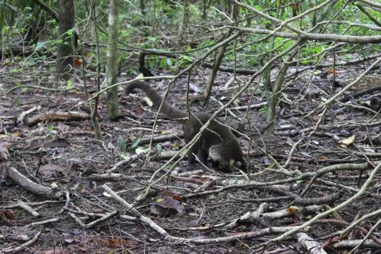 a squirrel is hiding behind trees while it's out