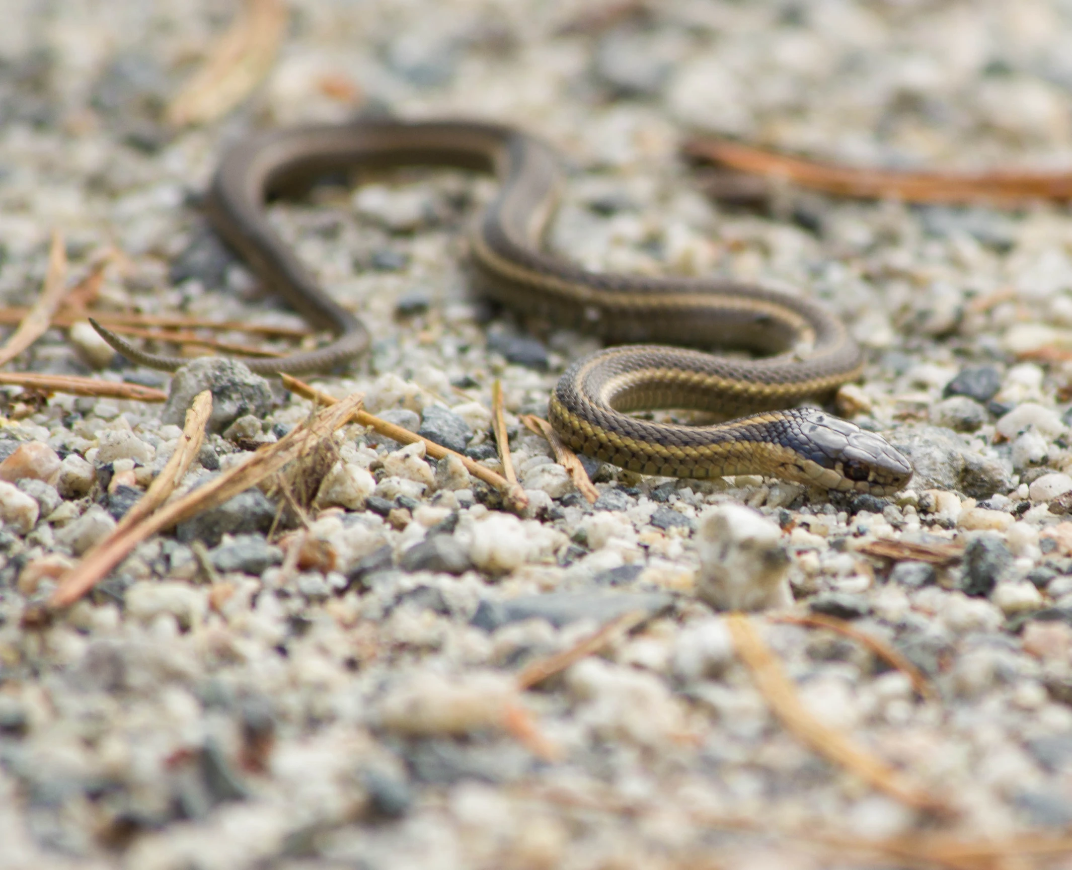 a brown and black snake is sitting on some sand