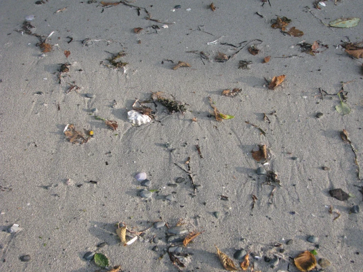 a dog paw in the sand with leaves and sand on it