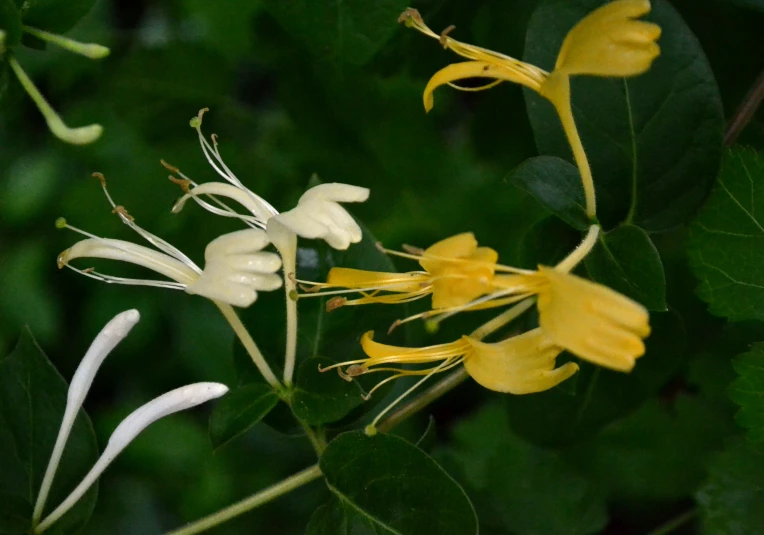 some yellow and white flowers with green leaves