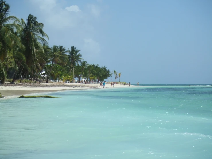 people on the beach near palm trees and water