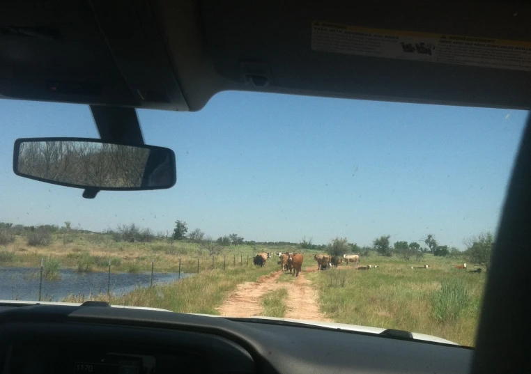 two horses walking down the road near a pond