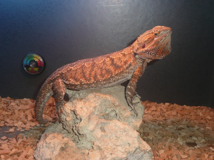 a lizard with long neck and a tail standing on top of a rock