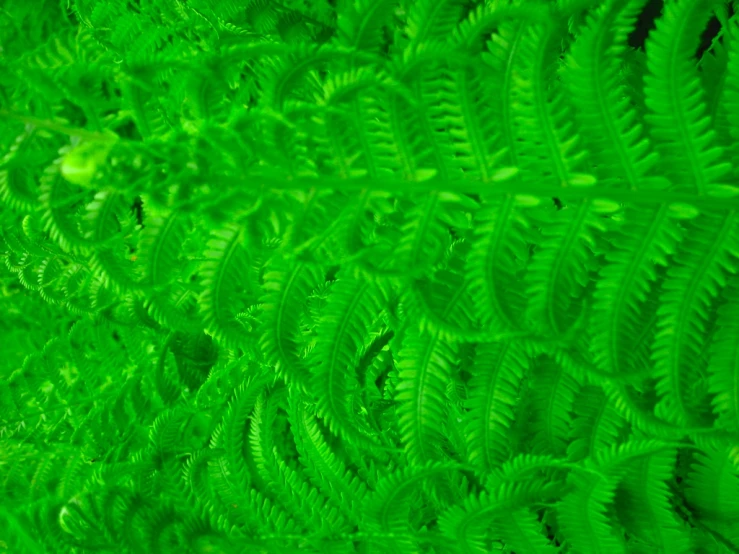 a close up of an extreme close up po of fern leaves