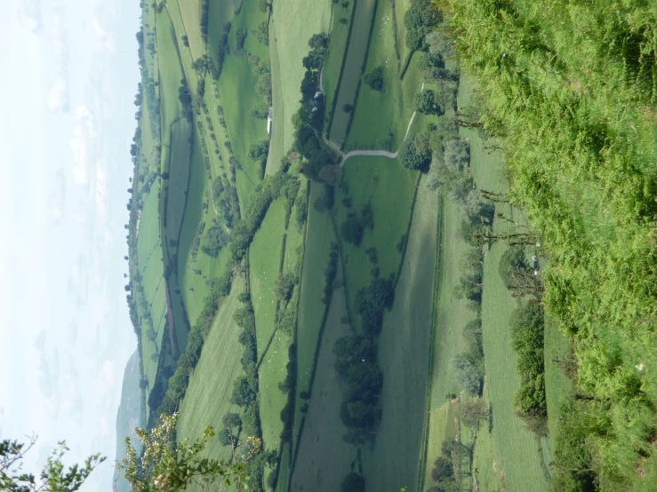 a green hillside with some trees and grass