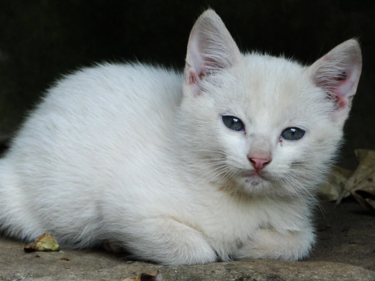 a white cat is laying down on some rocks