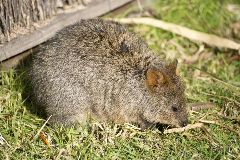 a small animal that is sitting on the grass