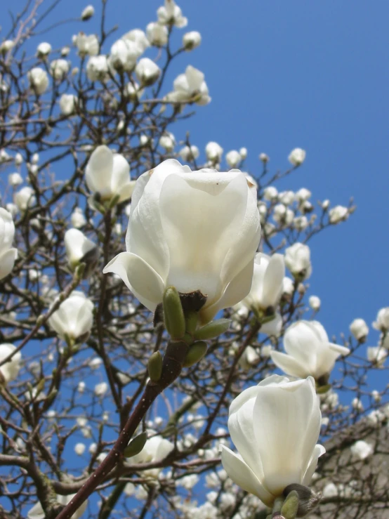 a close up view of a tree with blooming flowers