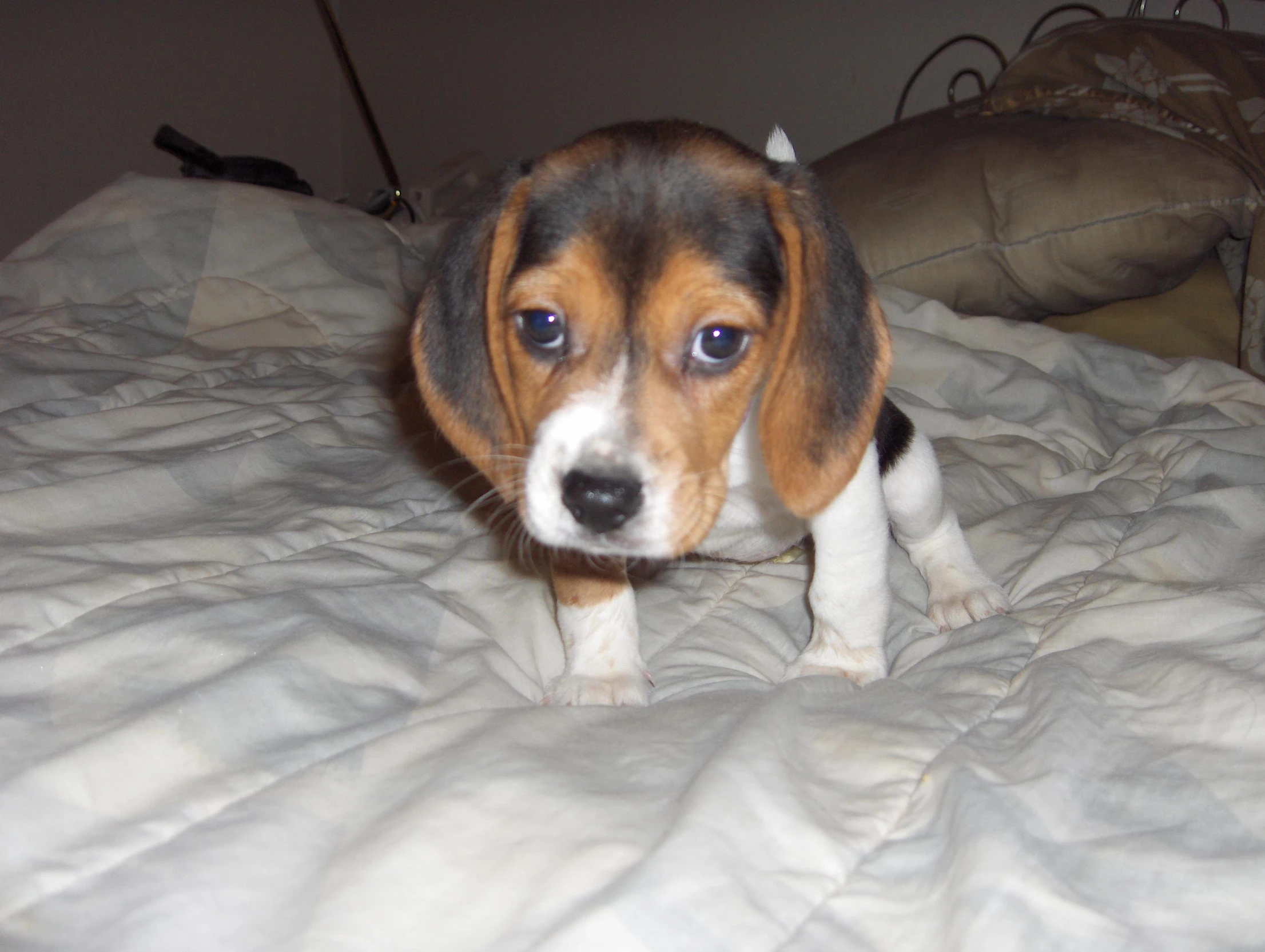 a beagle puppy is standing on a bed