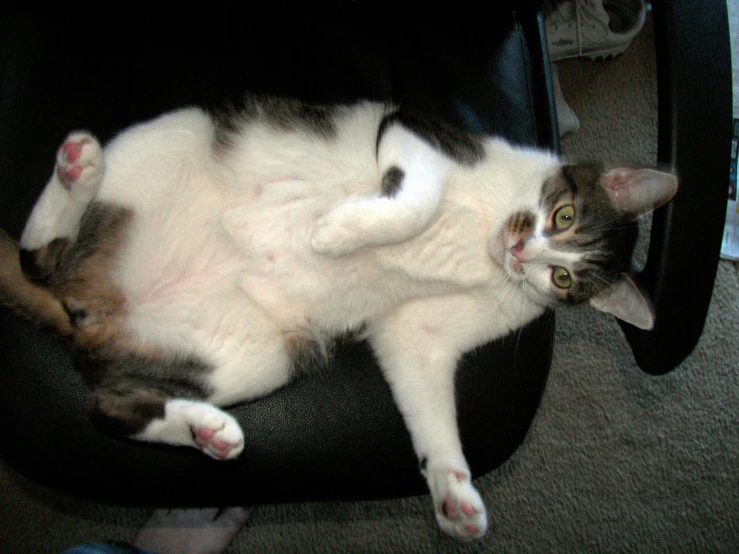 a white cat laying down on top of a black chair