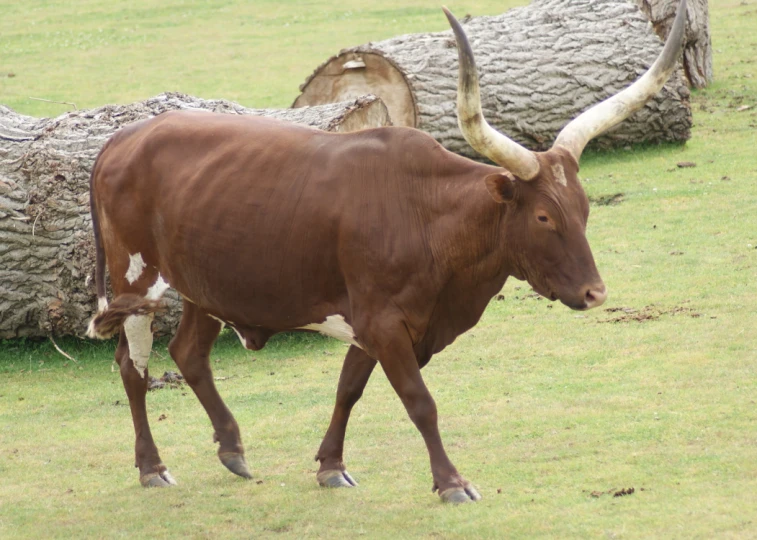 a cow that has very long horns on its head