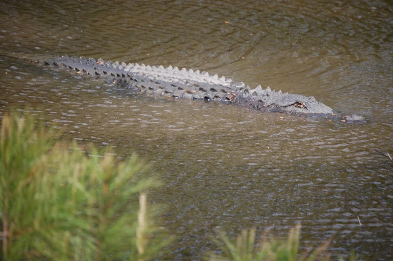 an alligator is seen in water above the grass