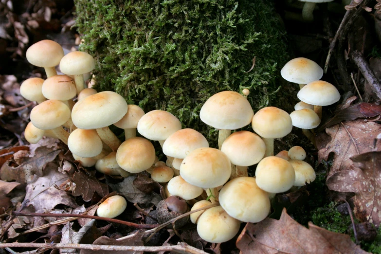 group of tiny mushrooms with moss on the ground