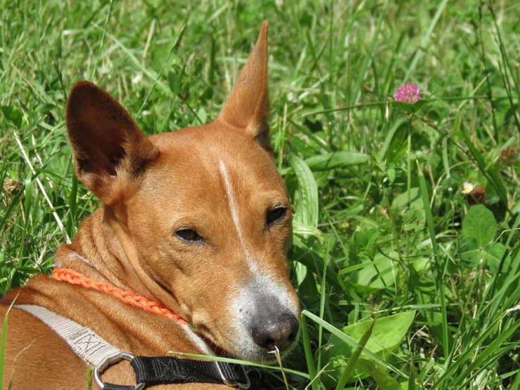 a dog that is laying in the grass