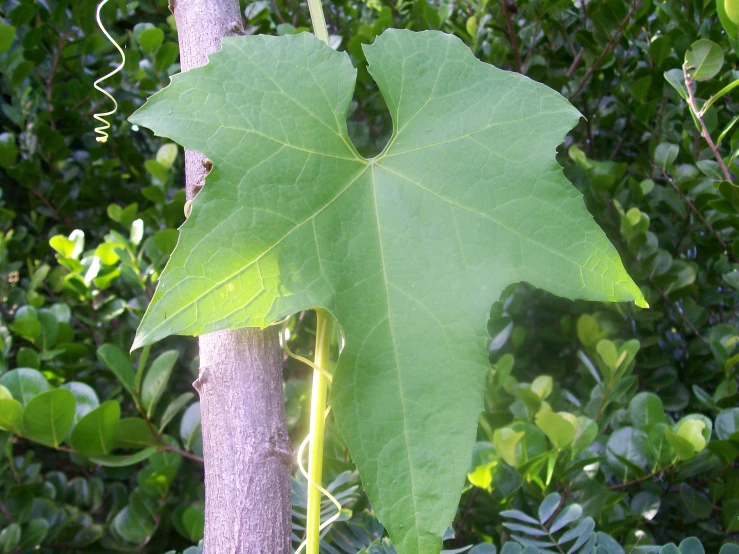 large green leaf of large leafed tree in open area