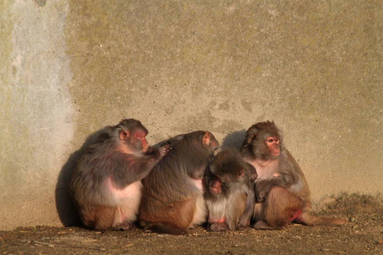 three monkeys sitting next to each other on the ground