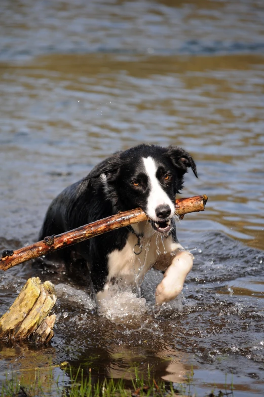 a dog carrying a log in his mouth while wading through water