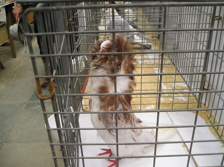 a brown and white chicken standing on a white floor