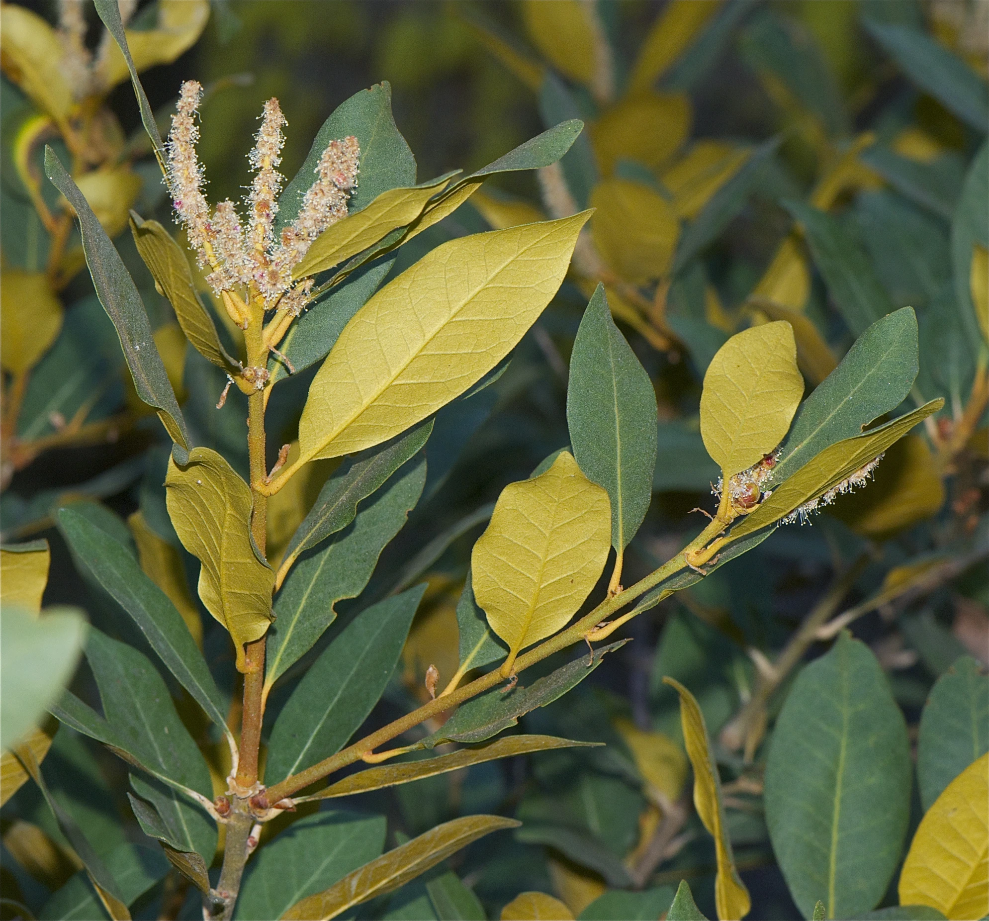 a bunch of green leaf covered plants