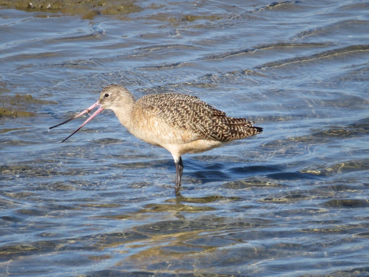 a bird with a long beak walking in the water