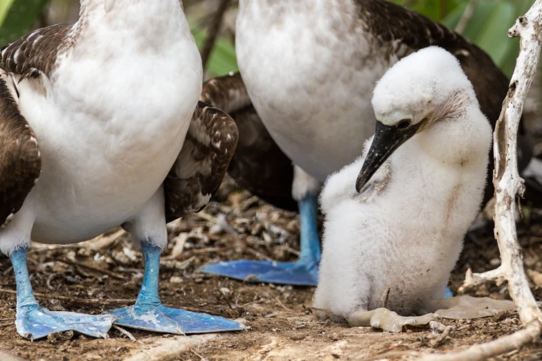 birds stand near their parents in a nest