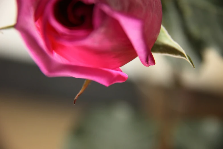 a pink flower that is inside of a glass vase