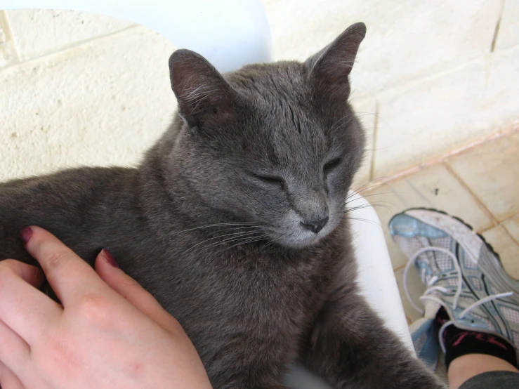 someone holding the arm of a gray cat