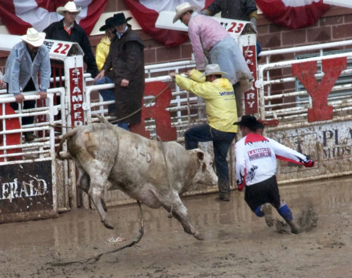 the young man is trying to wrestle a bull