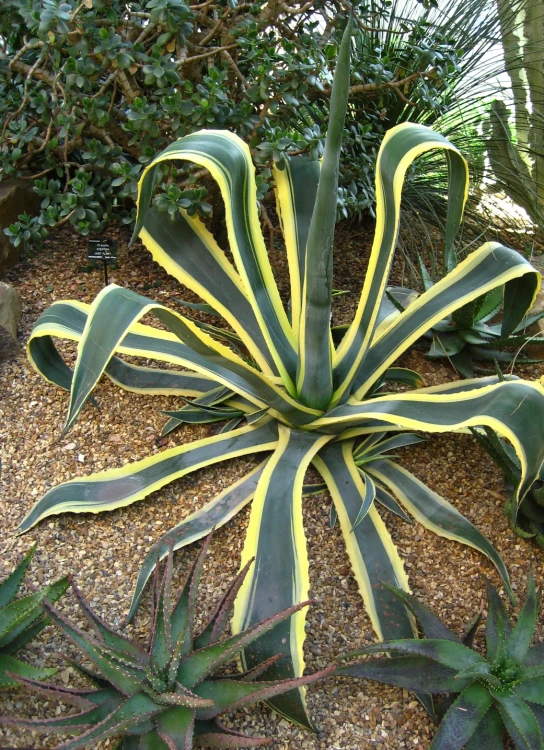 a plant with yellow and green leaves near some other plants