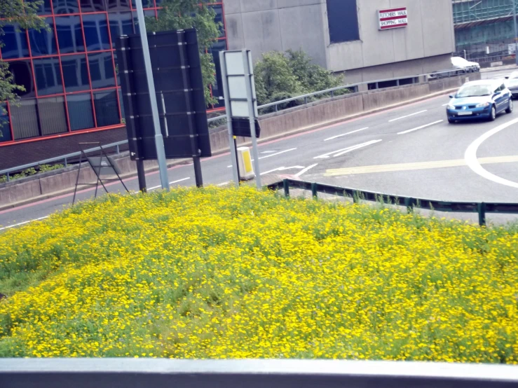 a grassy hill with flowers and signs next to street