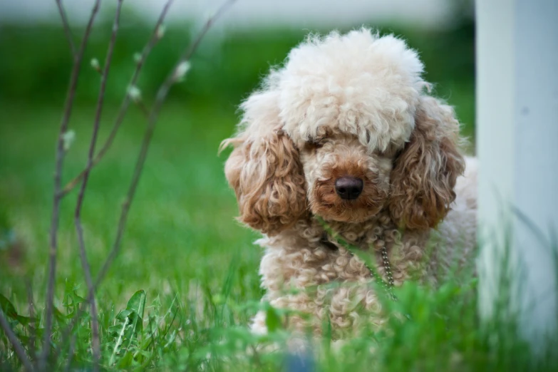 a small poodle puppy is standing in the grass