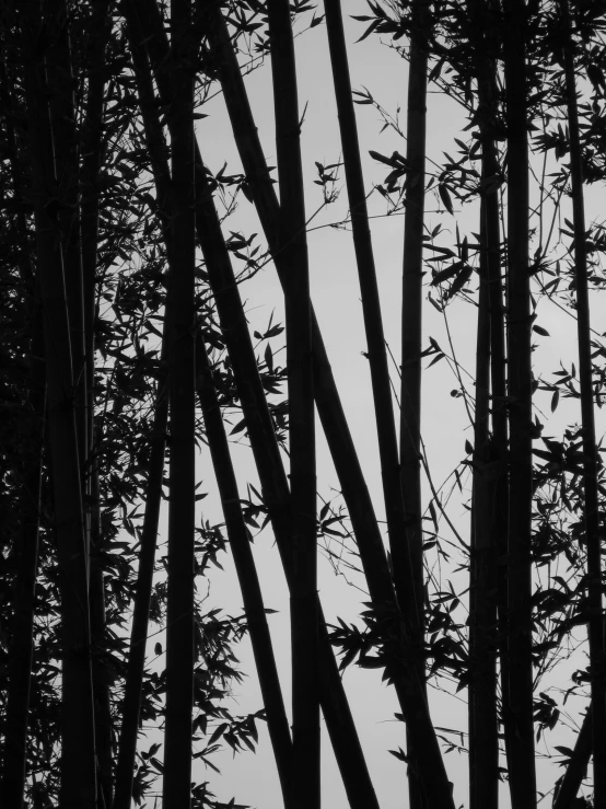 a dark pograph of the silhouettes of trees