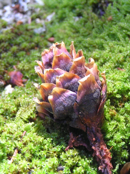 a large purple substance on a green patch of moss