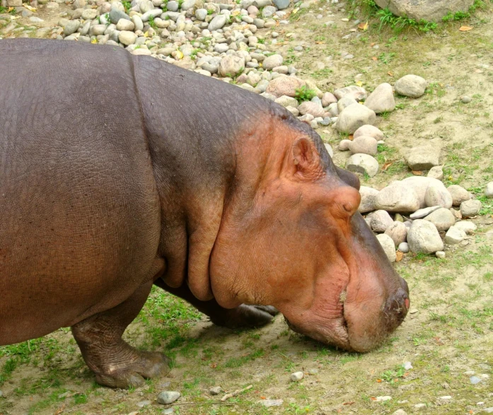a hippopotamus is looking at rocks on the ground