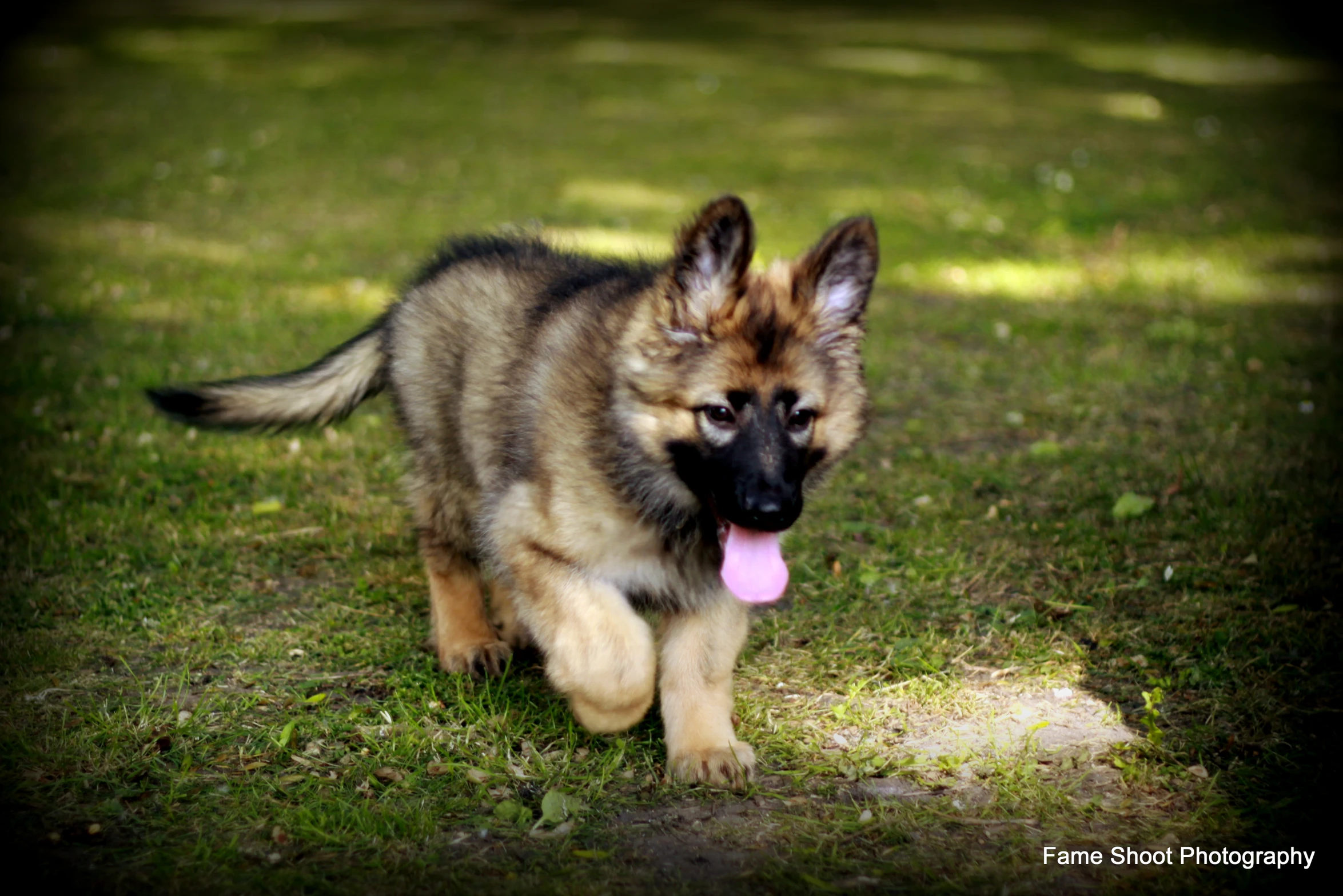 small puppy running through a grassy area with its tongue hanging out