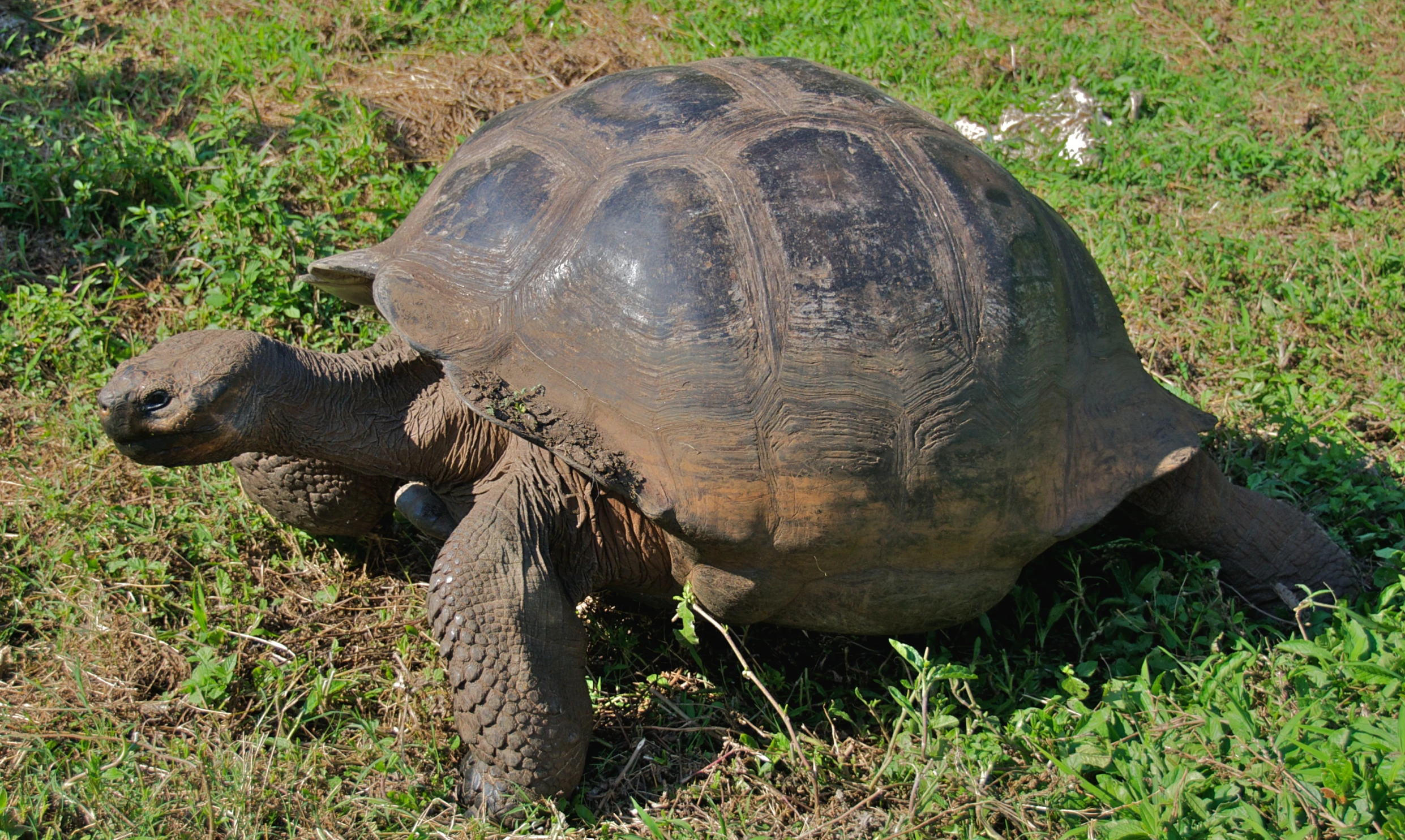 there is a giant tortoise sitting on the ground