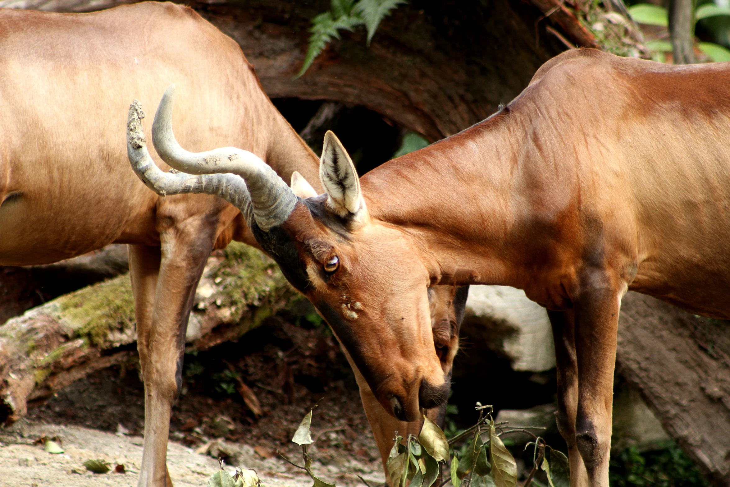 two brown cows rubbing their heads near one another