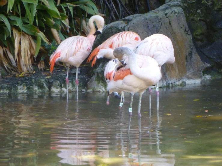 some flamingos standing around in the water at the edge of a pond