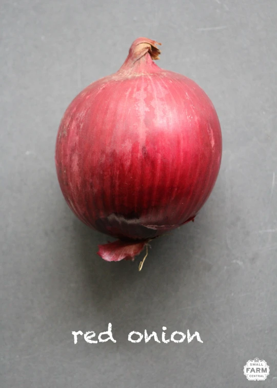 an onion on the ground that is still ripe