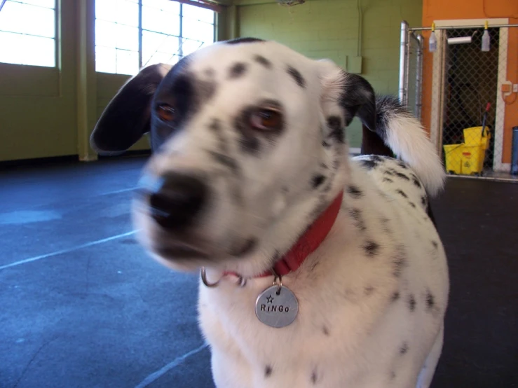 dog in front of a group of windows in a warehouse