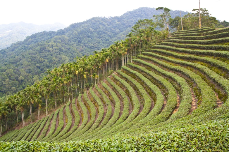 a mountain side with several rows of trees