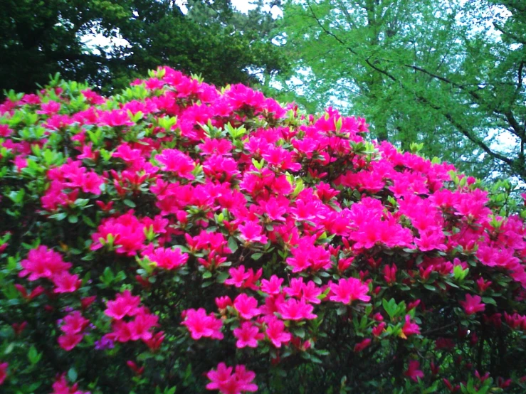 a large bush with pink flowers in bloom