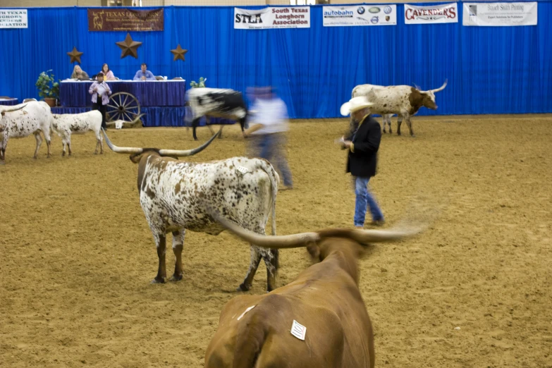 an indoor cattle show with three bull and one calf being herded