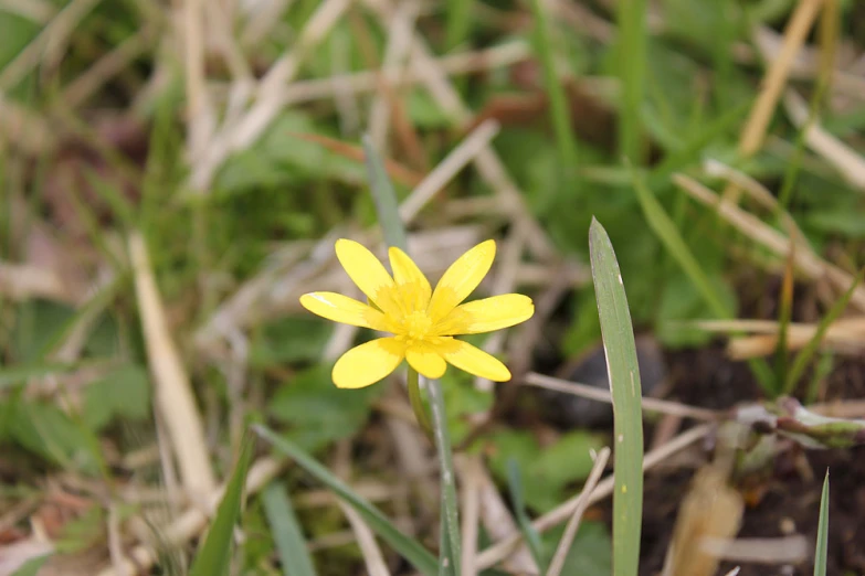 a single yellow flower with green leaves on it